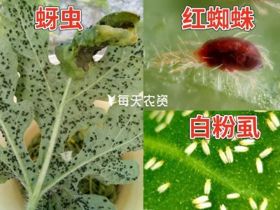 ​5月虫害高发期，联苯菊酯「杀虫迅速」——3大特效必了解