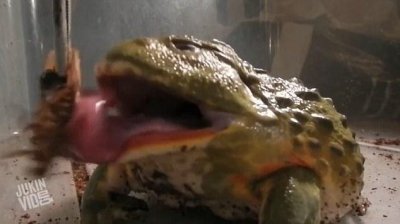 ​实拍非洲牛蛙猎食 速度飞快食量惊人