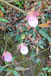 ​硬叶兜兰（贵州兜兰）介绍与人工培植方法