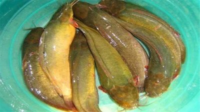 ​野河意外钓到一种无鳞鱼，长得很像鲶鱼，农村没人敢吃它