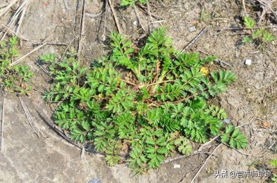 ​俗称“鸡毛草”，曾是饥荒年代的救命粮，养生价值高，你可认识？