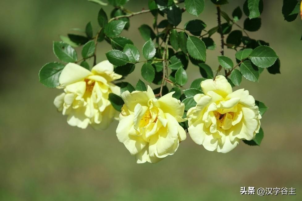 香复念什么字(汉字闻“香”：馨“香”飘自何处？)
