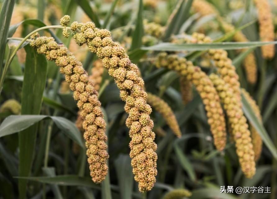 香复念什么字(汉字闻“香”：馨“香”飘自何处？)