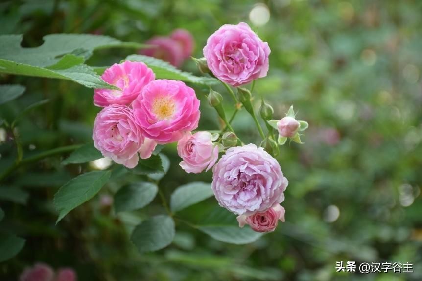 香复念什么字(汉字闻“香”：馨“香”飘自何处？)
