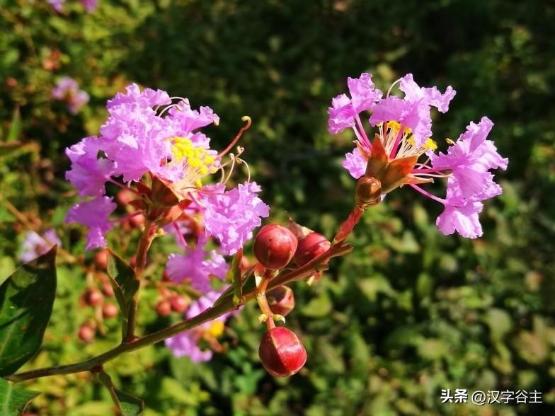 香复念什么字(汉字闻“香”：馨“香”飘自何处？)