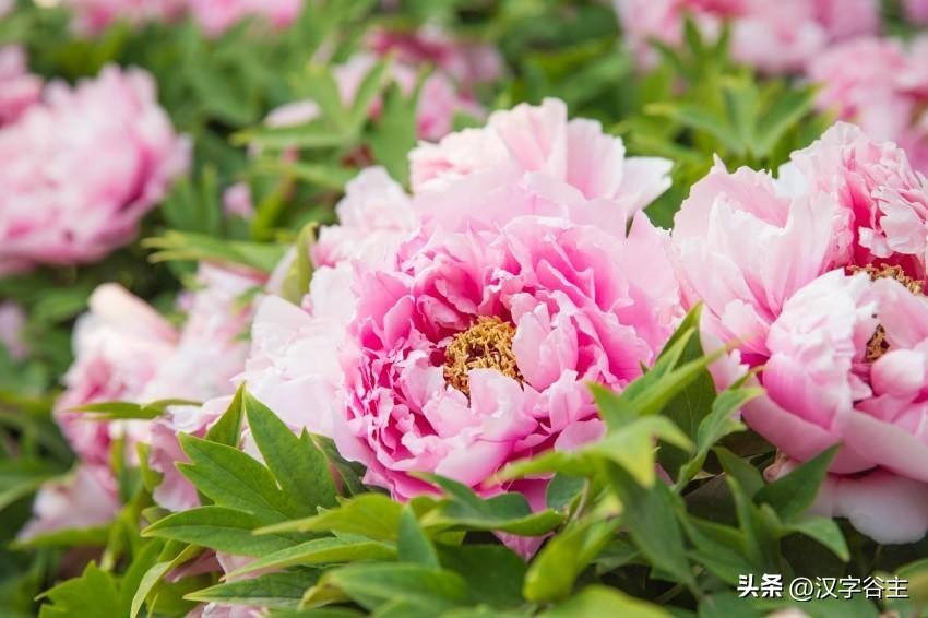 香复念什么字(汉字闻“香”：馨“香”飘自何处？)
