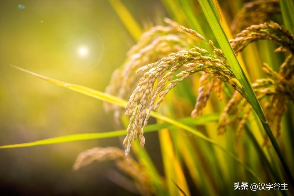香复念什么字(汉字闻“香”：馨“香”飘自何处？)