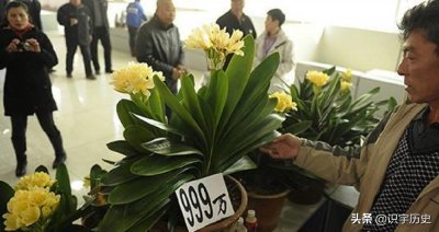 ​退休老汉竟用一盆君子兰换回十套房？上世纪的君子兰热有多疯狂？