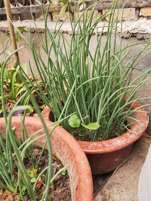 秋天适合播种的菜（秋冬季适合种什么蔬菜）