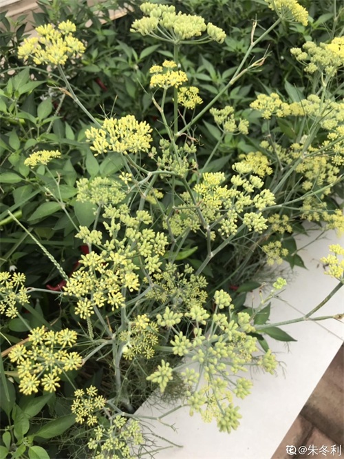 秋天适合播种的菜（秋冬季适合种什么蔬菜）