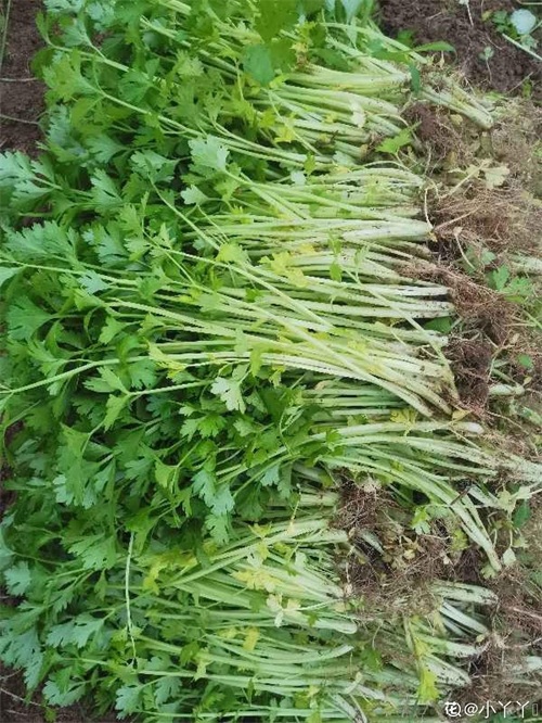 秋天适合播种的菜（秋冬季适合种什么蔬菜）