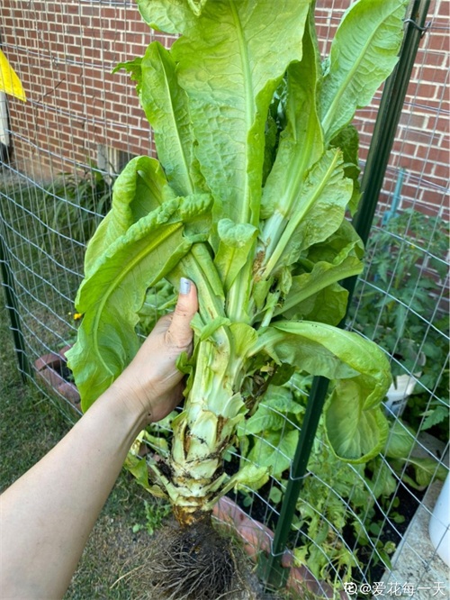 秋天适合播种的菜（秋冬季适合种什么蔬菜）