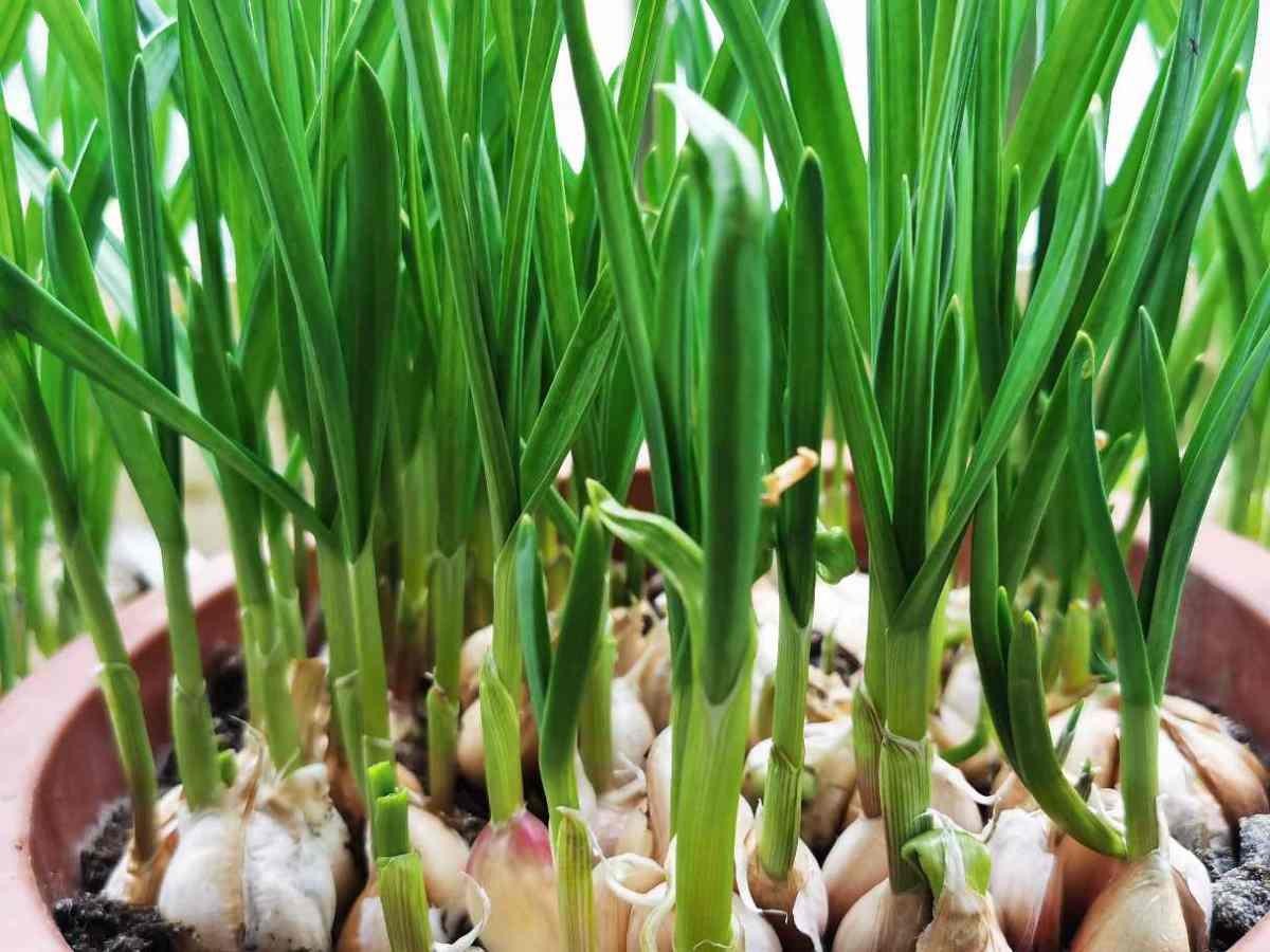 秋天适合播种的菜（秋冬季适合种什么蔬菜）