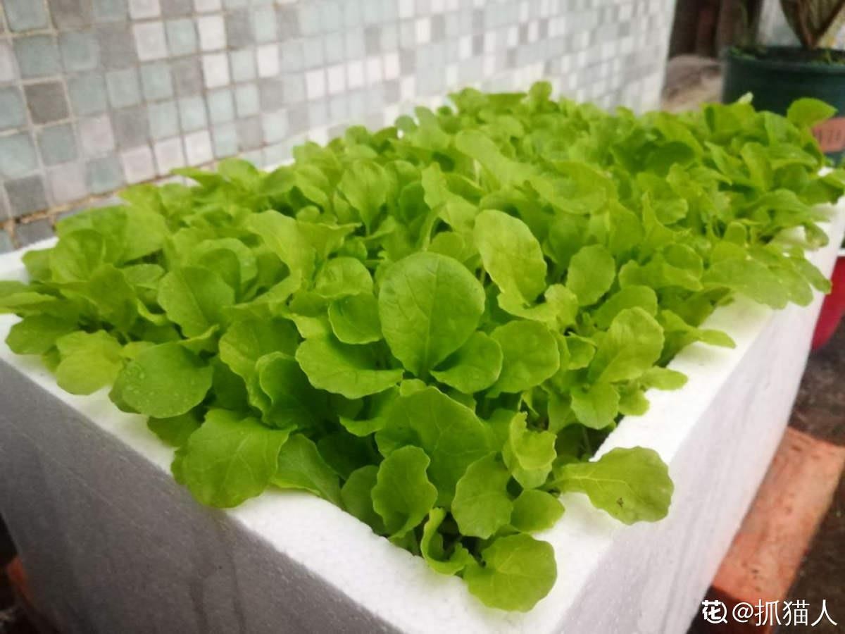 秋天适合播种的菜（秋冬季适合种什么蔬菜）