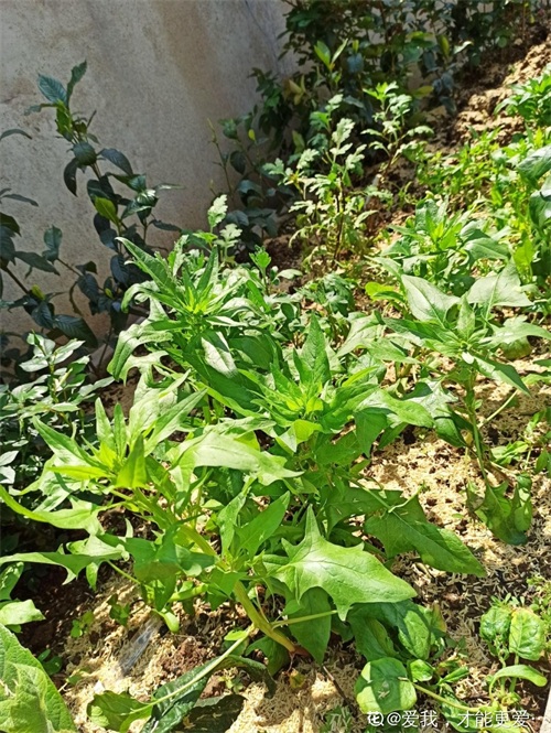 秋天适合播种的菜（秋冬季适合种什么蔬菜）