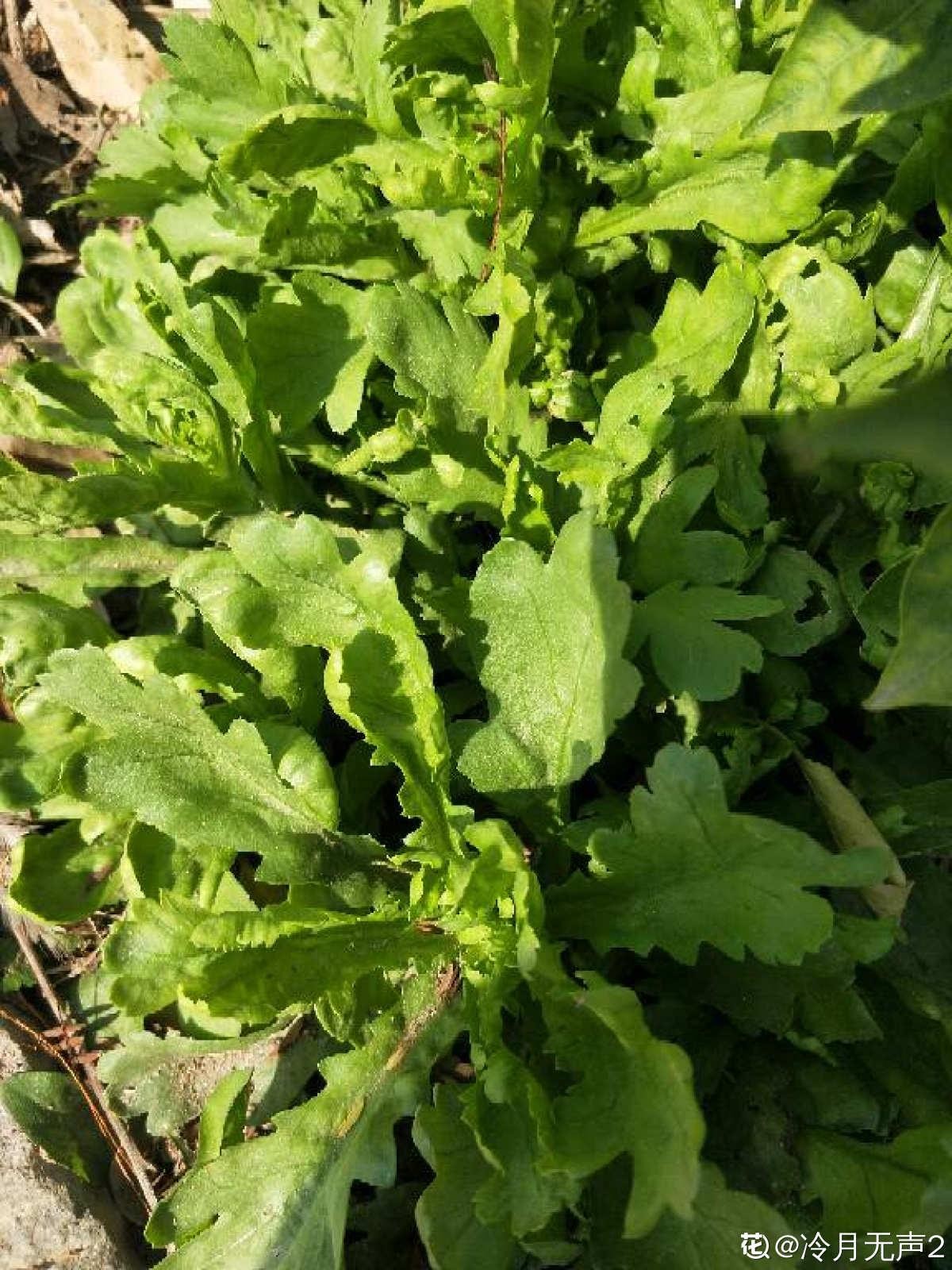 秋天适合播种的菜（秋冬季适合种什么蔬菜）