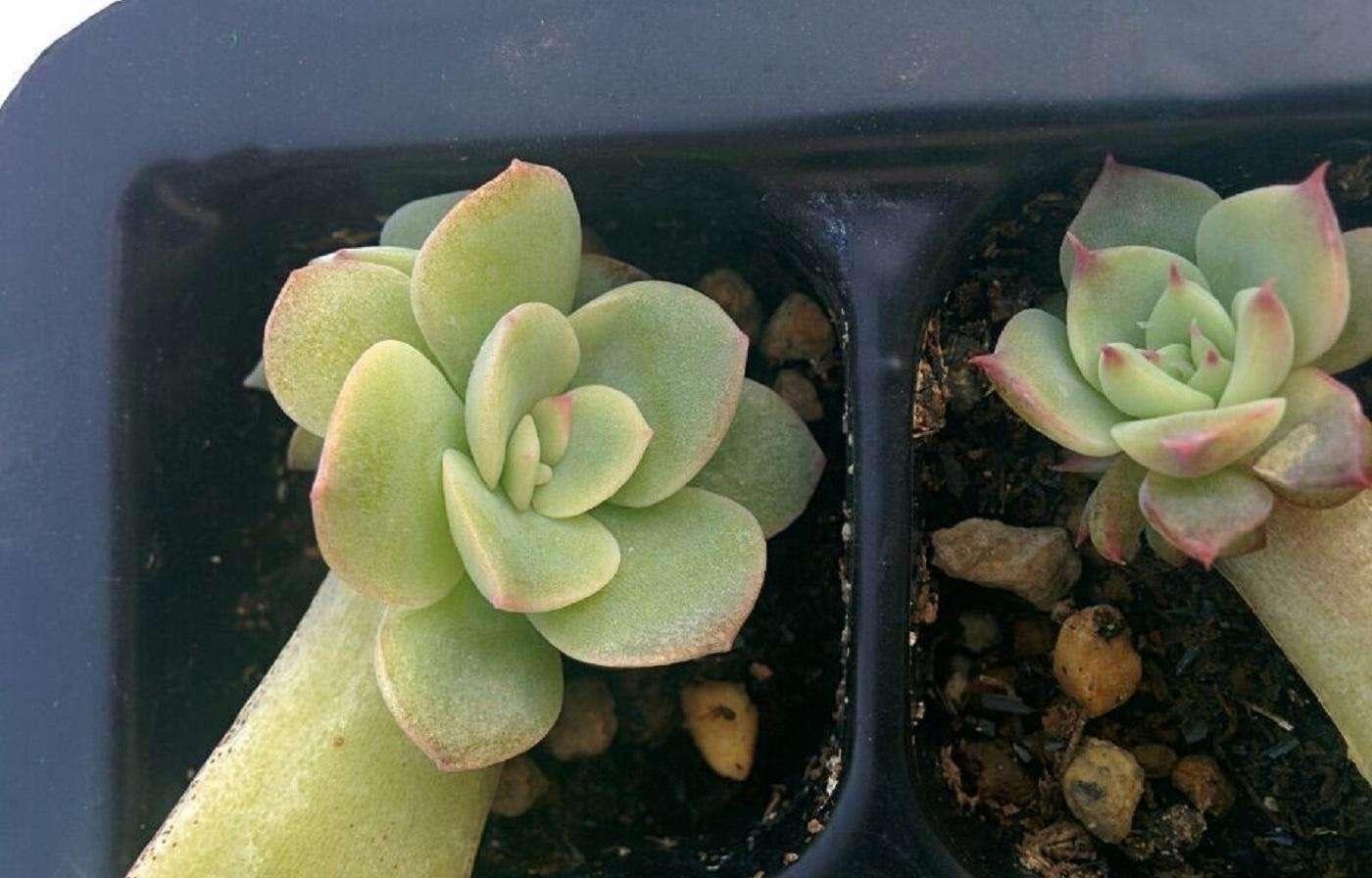 多肉叶插的方法视频（多肉植物怎么叶插生根快图解）
