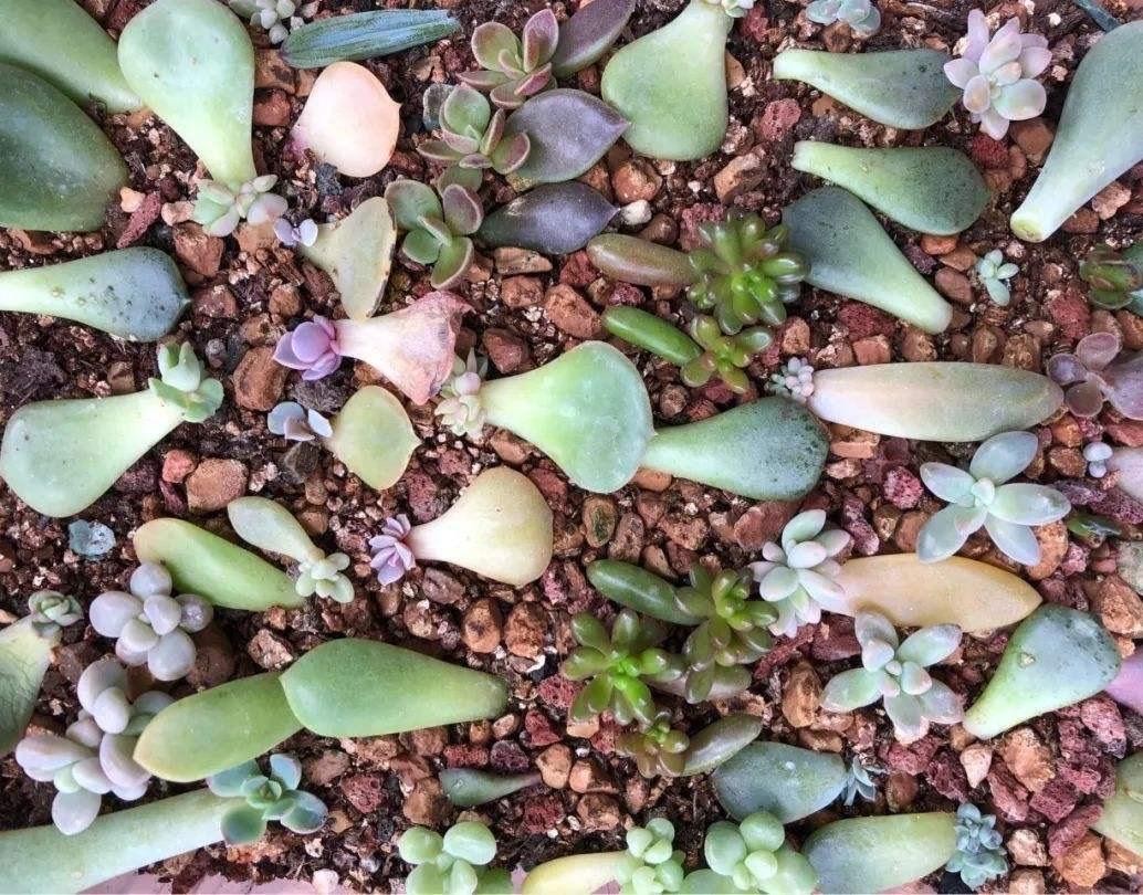 多肉叶插的方法视频（多肉植物怎么叶插生根快图解）