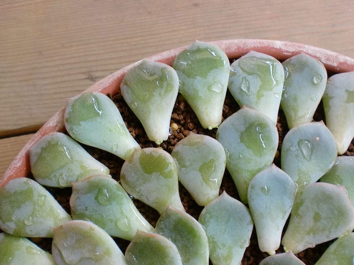 多肉叶插的方法视频（多肉植物怎么叶插生根快图解）