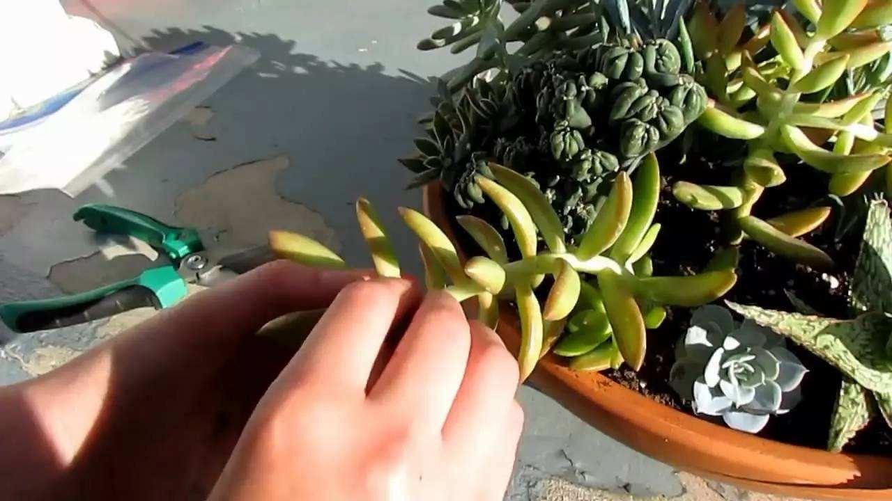 多肉叶插的方法视频（多肉植物怎么叶插生根快图解）