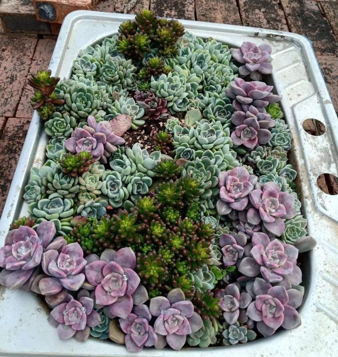 多肉叶插的方法视频（多肉植物怎么叶插生根快图解）