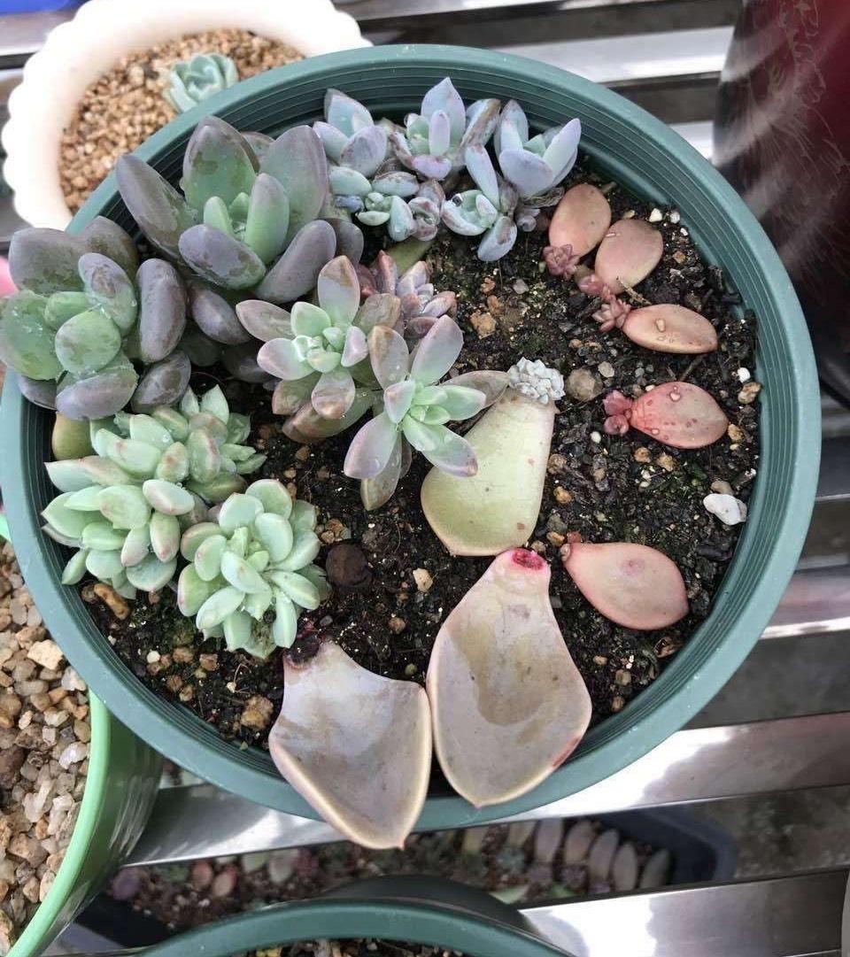 多肉叶插的方法视频（多肉植物怎么叶插生根快图解）