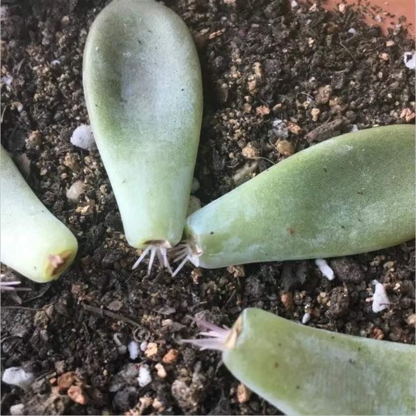 多肉叶插的方法视频（多肉植物怎么叶插生根快图解）