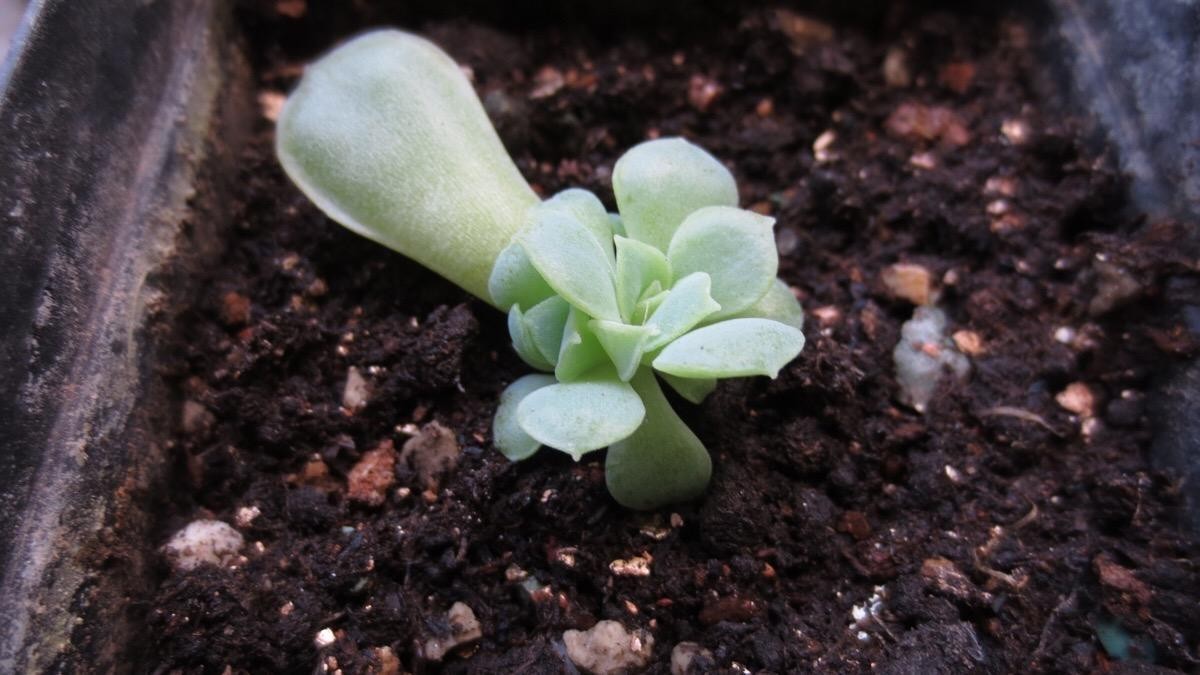 多肉叶插的方法视频（多肉植物怎么叶插生根快图解）