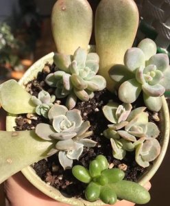 ​多肉叶插的方法视频（多肉植物怎么叶插生根快图解）