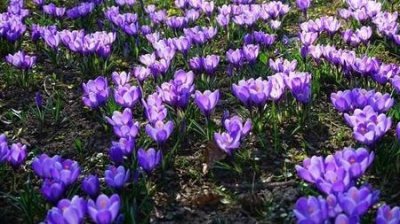​怎样鉴别藏红花的真伪(藏红花怎么分辨真假鉴别)