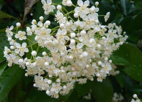 石楠花的味道是什么梗？-第1张图片-