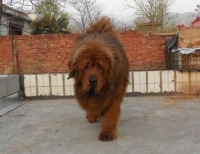 ​獒犬——世界上最凶猛的犬种