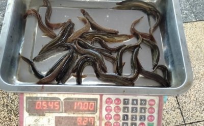 ​钓甲鱼的更多方法与技巧