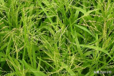 ​星星草有哪些特点？既是牧草，又是改良盐碱土壤的优良草种