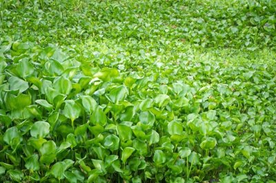 ​一月繁殖4000株，过去泛滥成灾，如今变废为宝，“水花生”厉害了