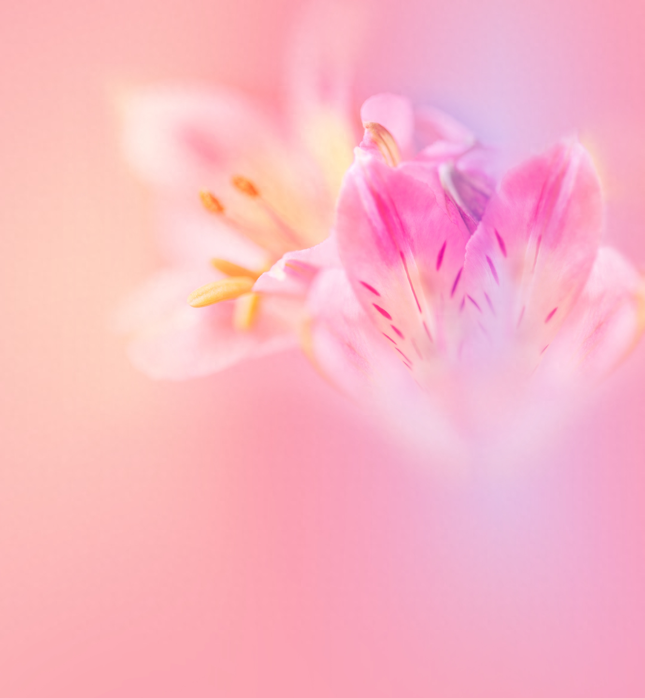 华为Nova 系列手机内置壁纸华为手机壁纸nova系列壁纸分享~