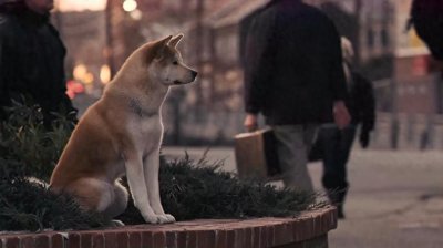 ​《忠犬八公的故事》一只狗的无尽忠诚与爱