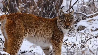 ​甘肃酒泉发现一只猞猁，身材健硕生性凶残，人称“屠狼高手”