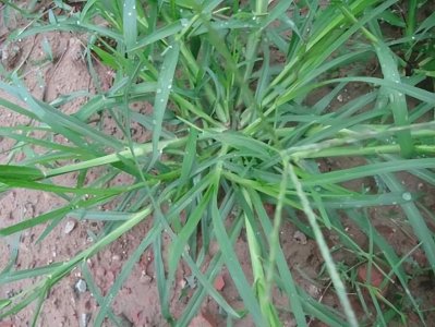 ​百草图之十---牛筋草