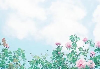 养什么植物可以净化空气好养又净化空气的植物 好养又净化空气的植物有哪些