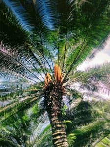 ​说说苏铁树
