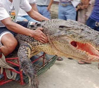 ​3.94米“食人鳄”拖人下水，46岁印尼妇女遭遇“死亡翻滚”不幸遇难