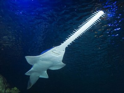 ​锯鳐：海底的“电锯恶魔”，据说可以将船切成两半