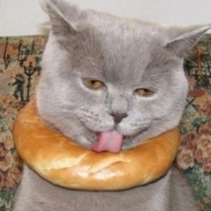 ​猫猫头像合集，来不及解释了，快上车