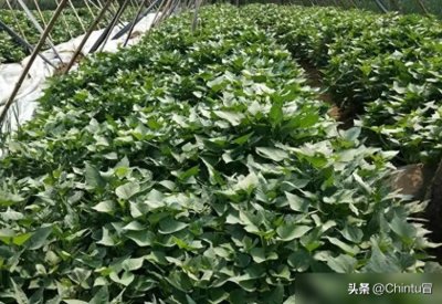 ​农民挣钱不容易，这三种蔬菜收入高种植简单，也许适合你