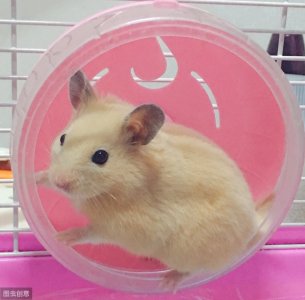 ​仓鼠的寿命有多长？主人怎么做，才能让仓鼠陪伴自己更久一点呢