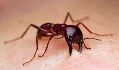 ​又是病媒生物！厦门海关截获2000只活体美洲大蠊，它到底多可怕？