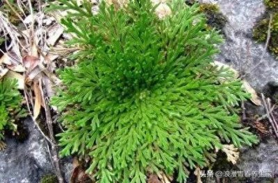 ​有美誉称为“九死还魂草”，遇水就活的植物，展示出顽强生长能力