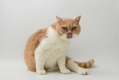 ​古语说男不养猫，女不养狗，原来是这么回事！