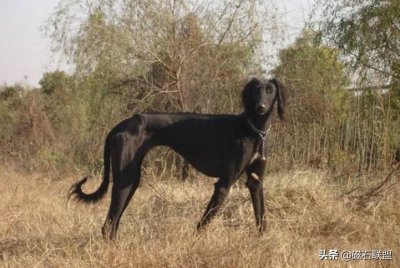 ​哮天犬的原型——古老的细犬，曾是康熙的心头爱，如今处境堪忧